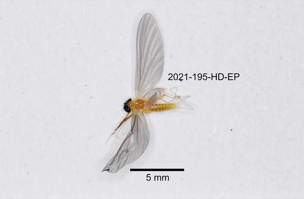 dorsal