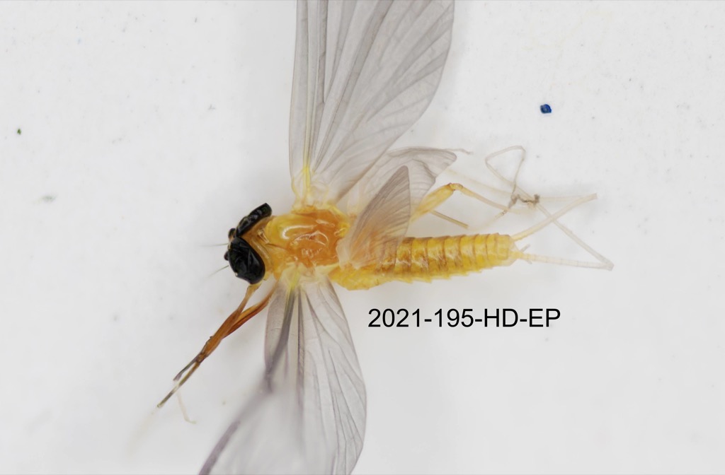 dorsal