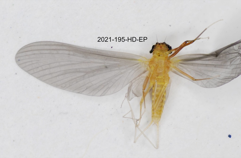 ventral