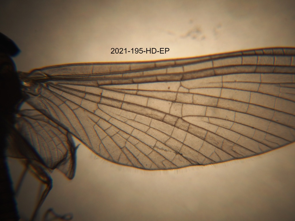 forewing