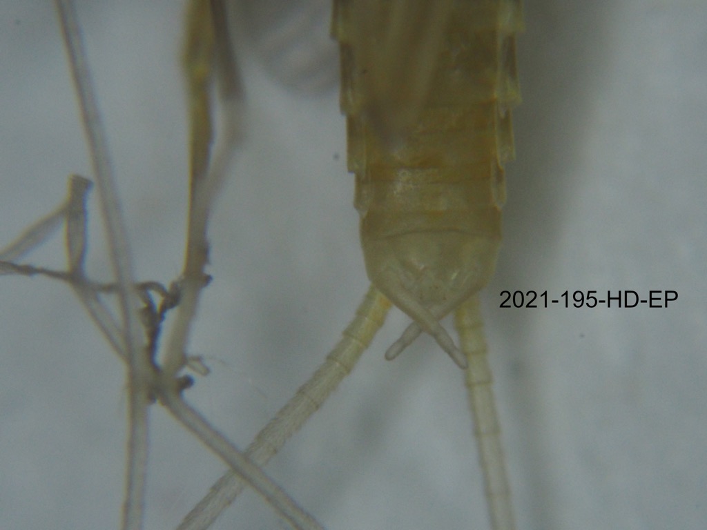 genitalia ventral