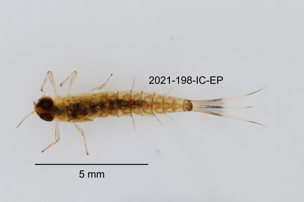 dorsal