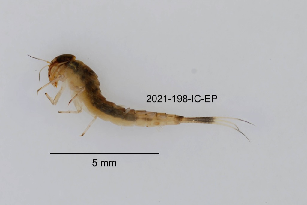 lateral
