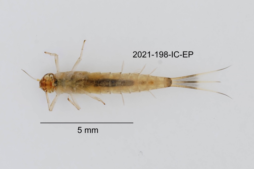 ventral
