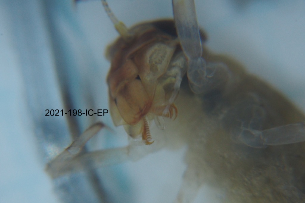 mouth ventral