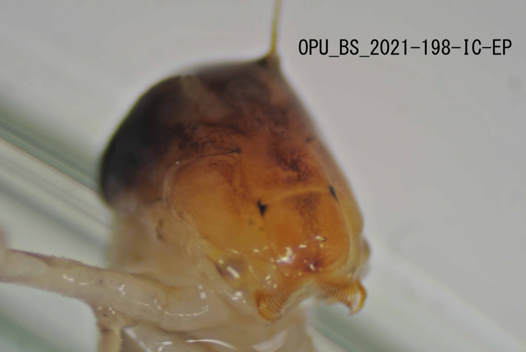 mouth ventral