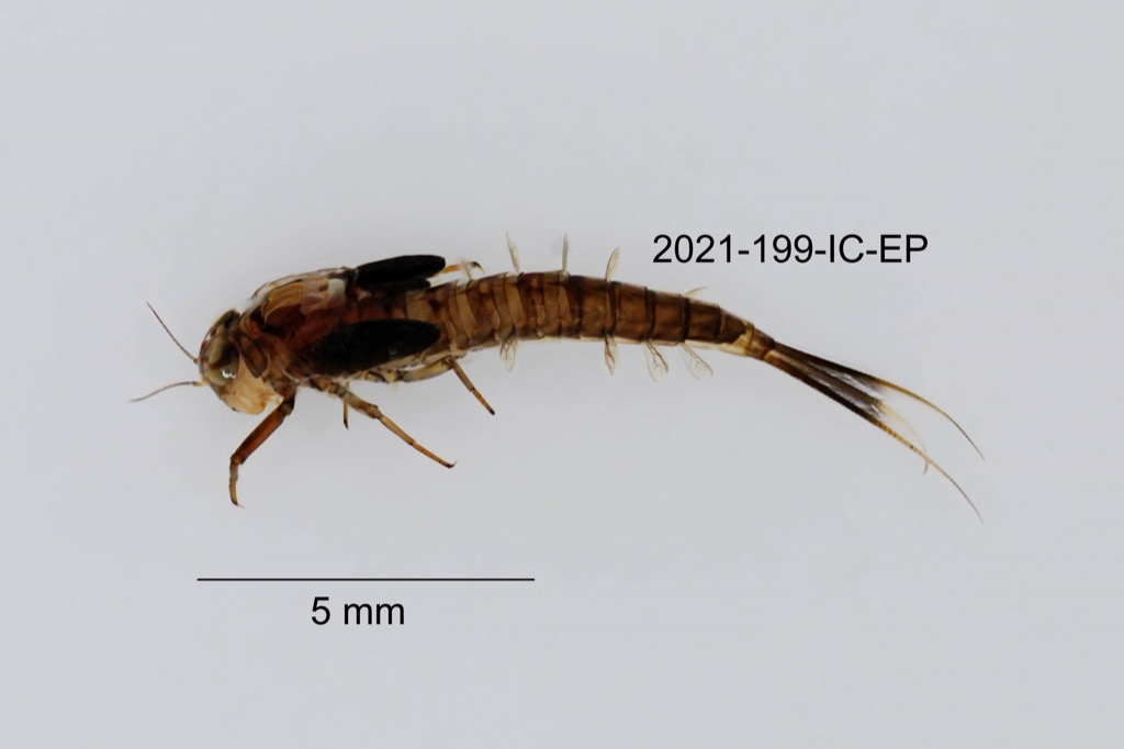 lateral