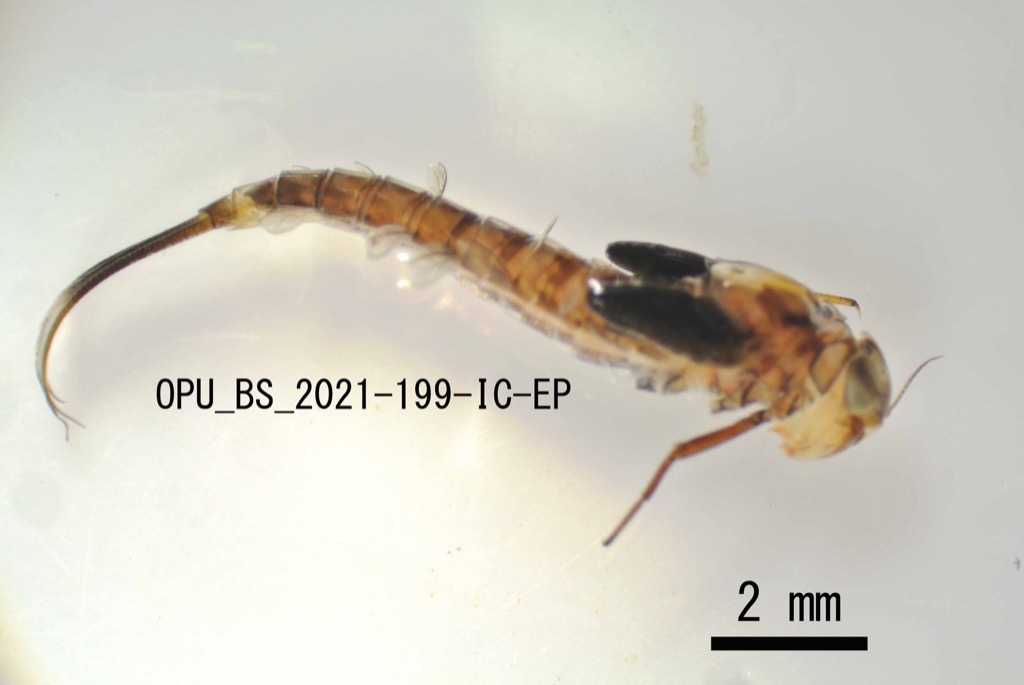 lateral