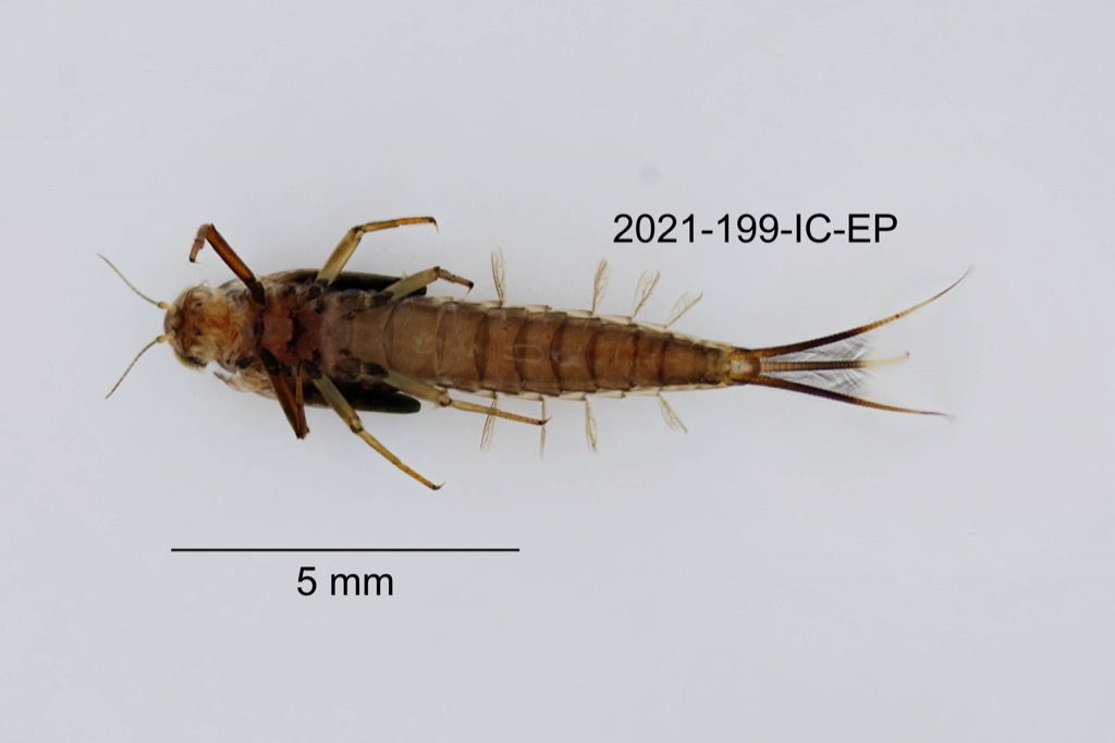 ventral