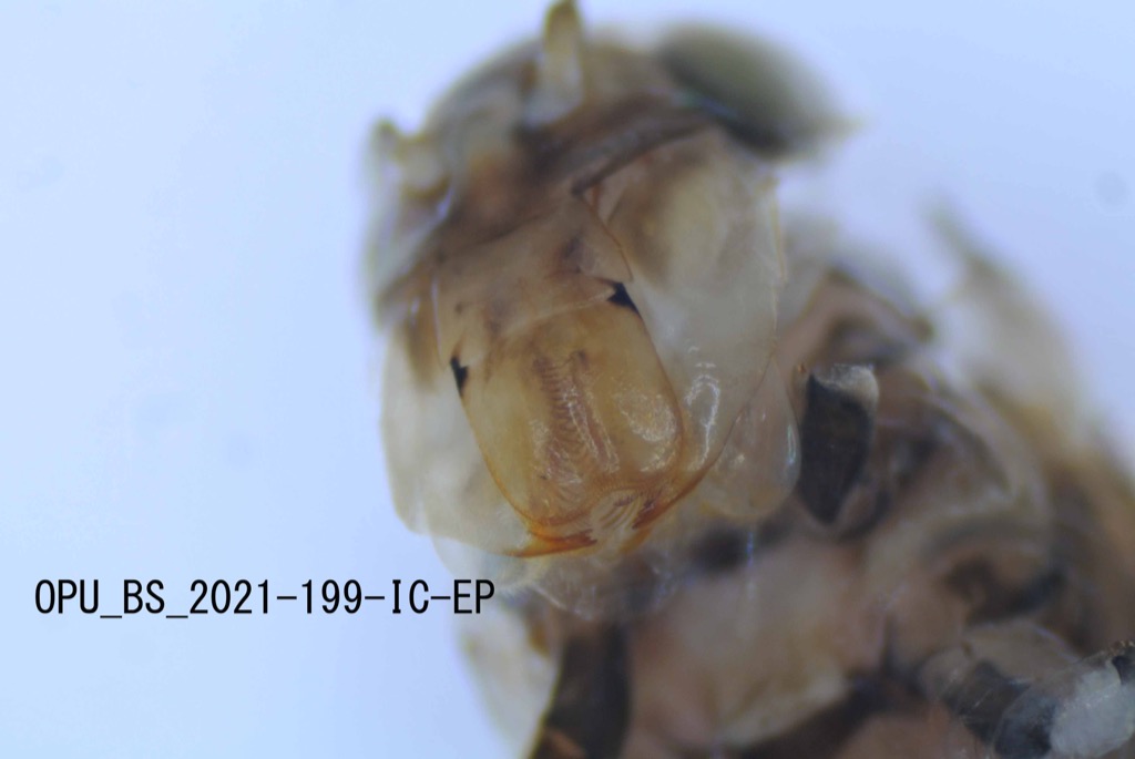 mouth ventral
