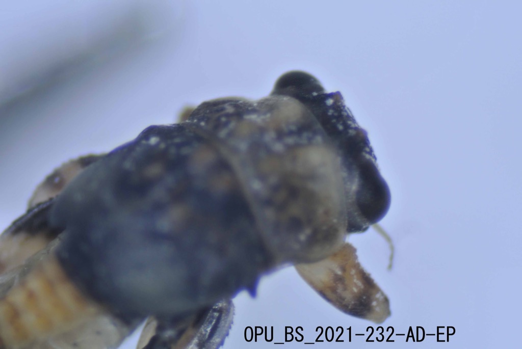 head and thorax dorsal