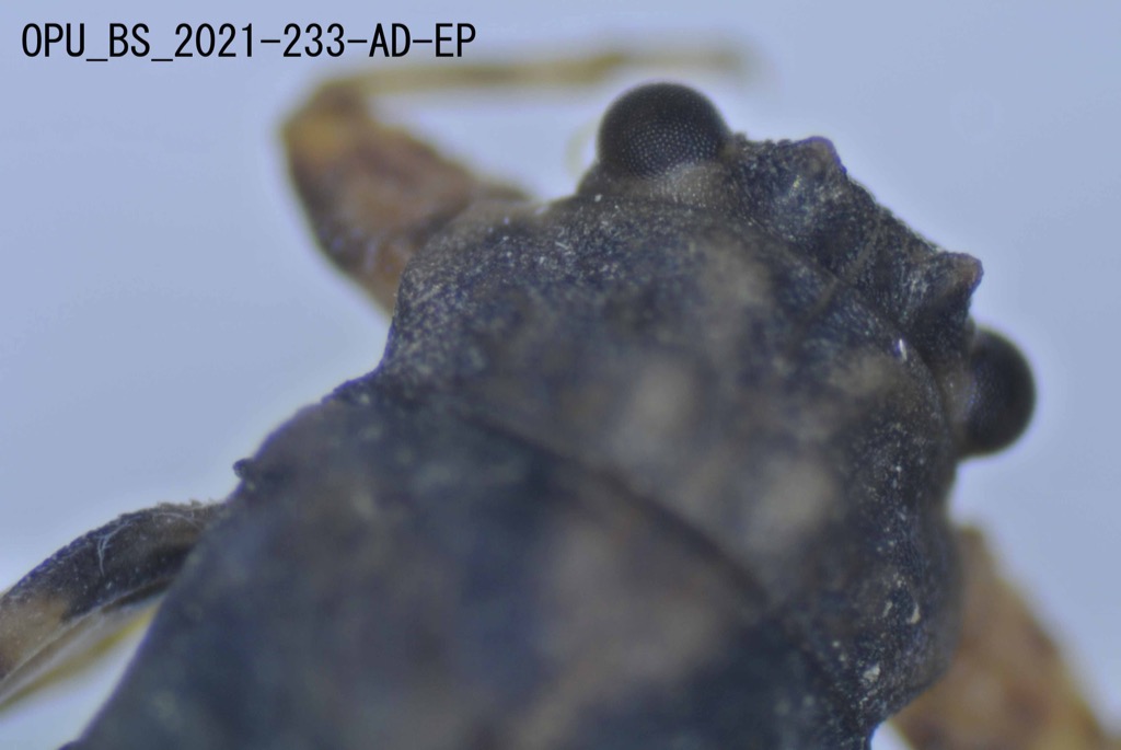 head and thorax dorsal