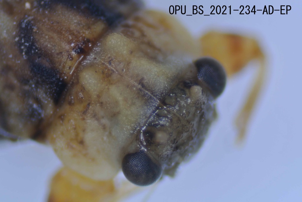 head and thorax dorsal