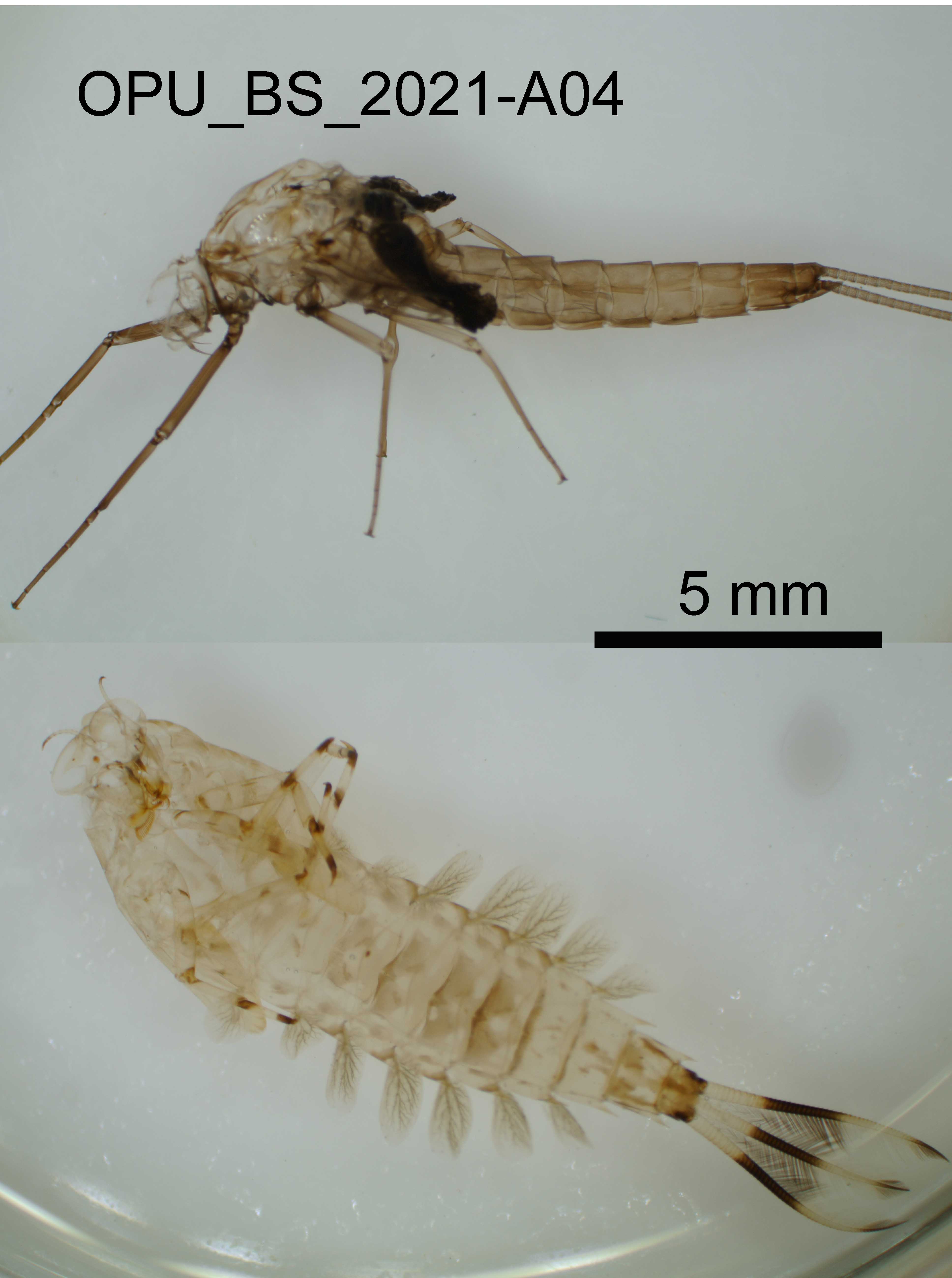 exuviae