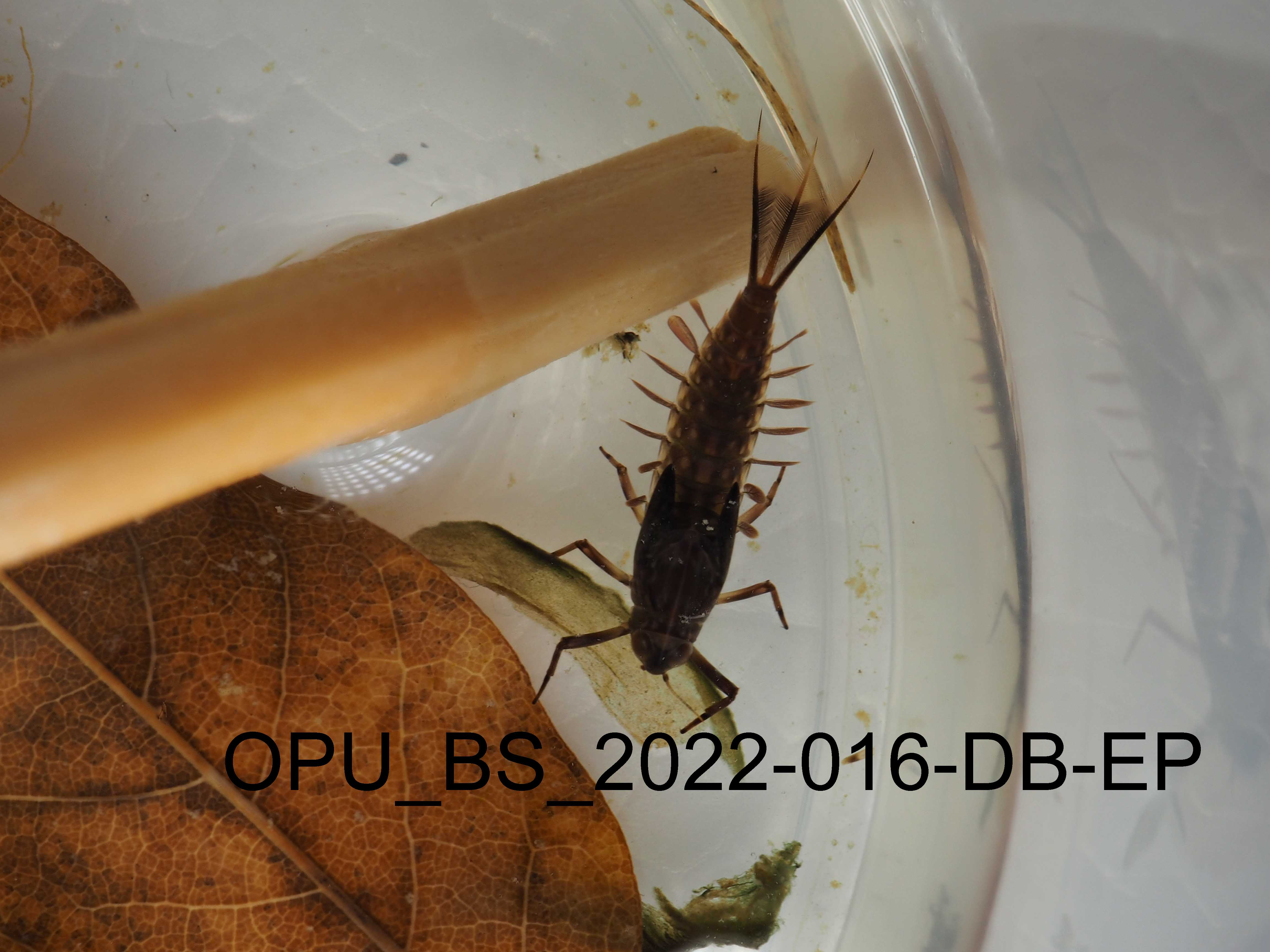 nymph