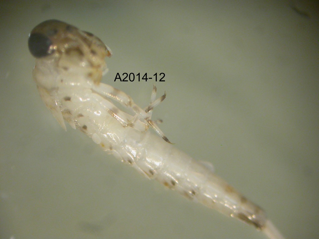 lateral