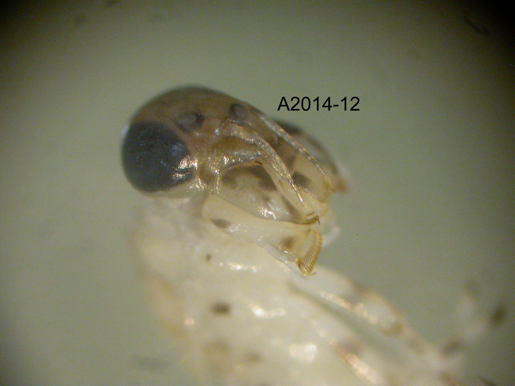 head lateral