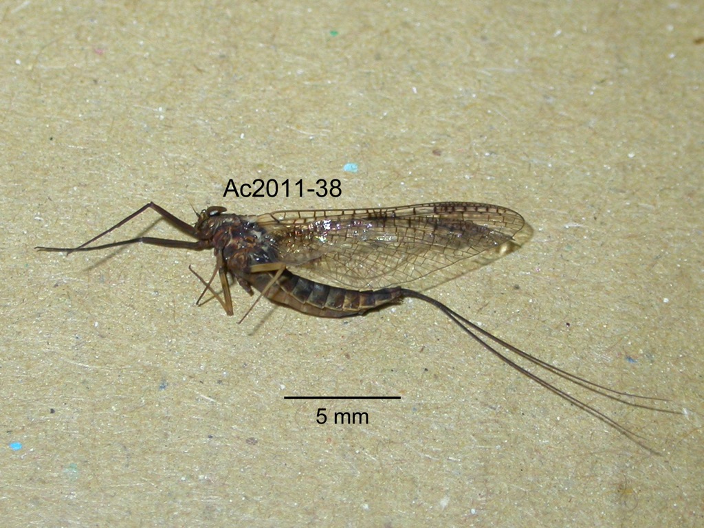 lateral