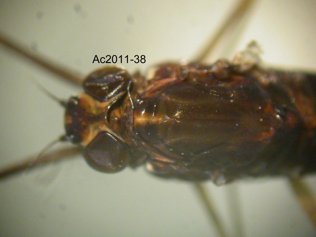 head and thorax dorsal