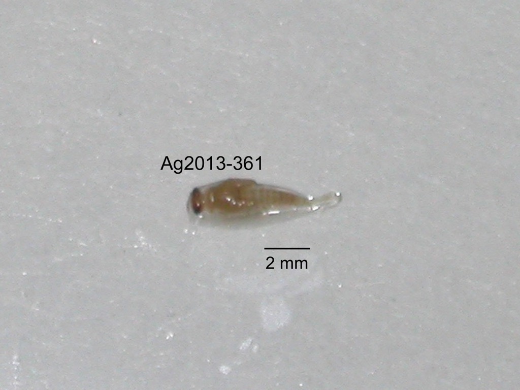 dorsal
