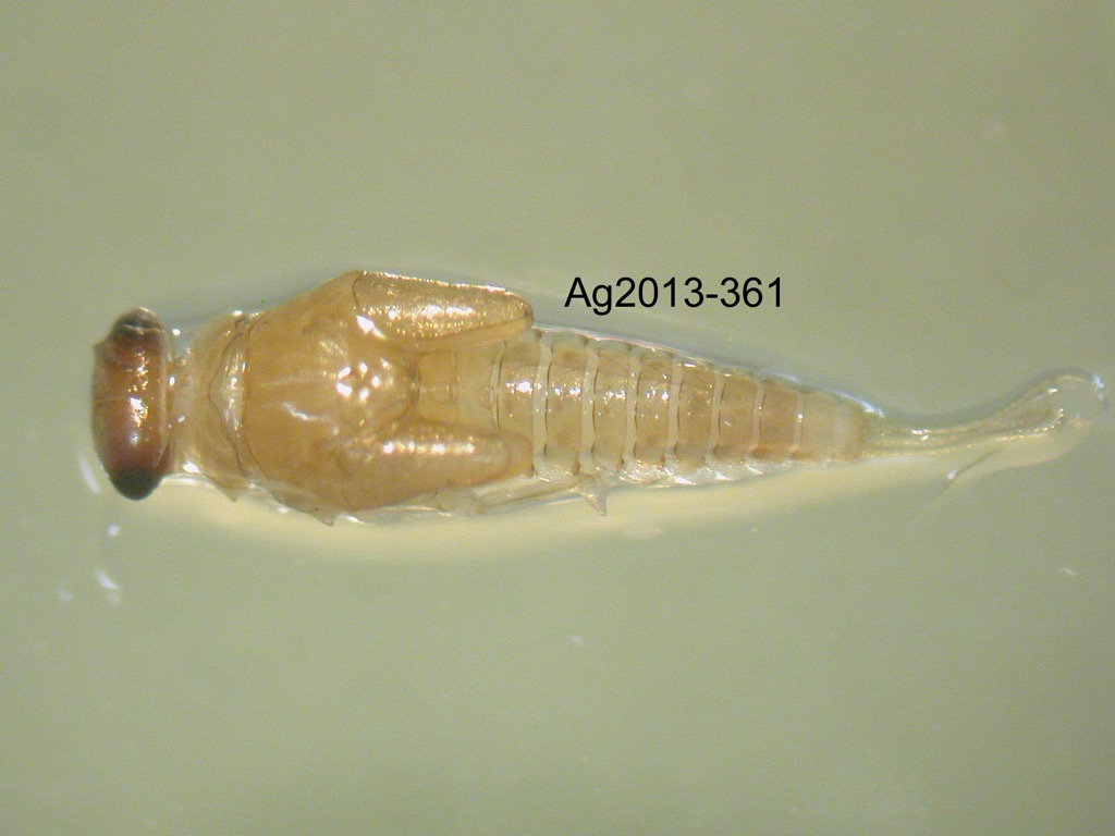 dorsal