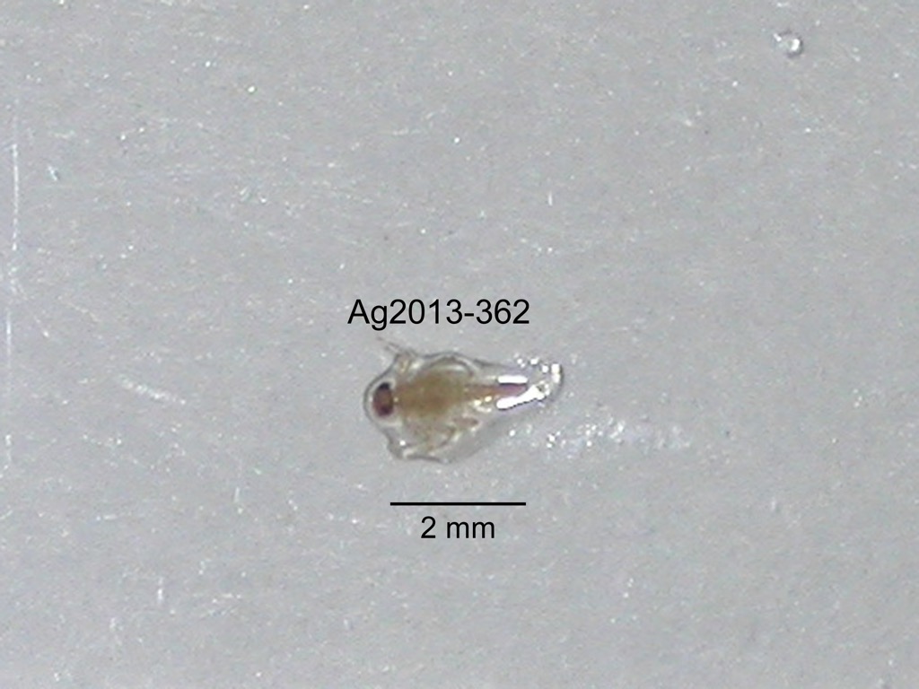 dorsal