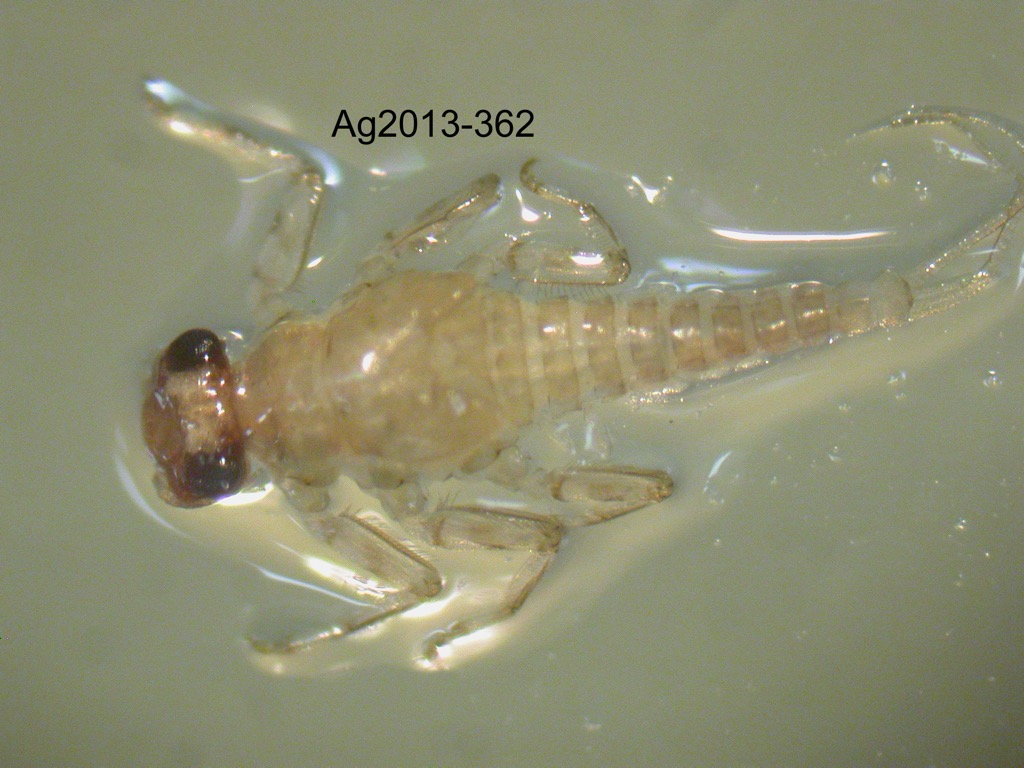 dorsal