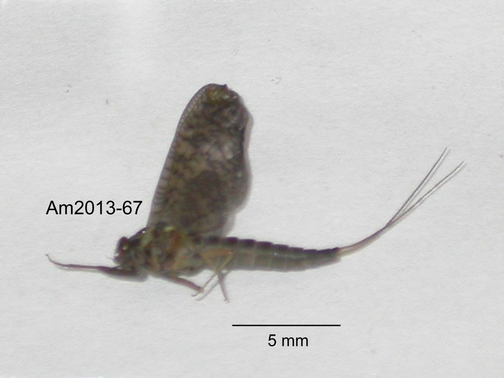 lateral