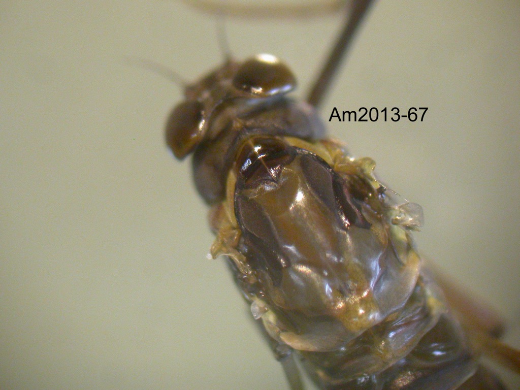 head and thorax dorsal