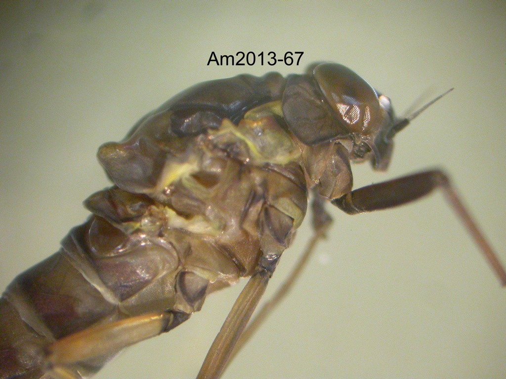 head and thorax lateral