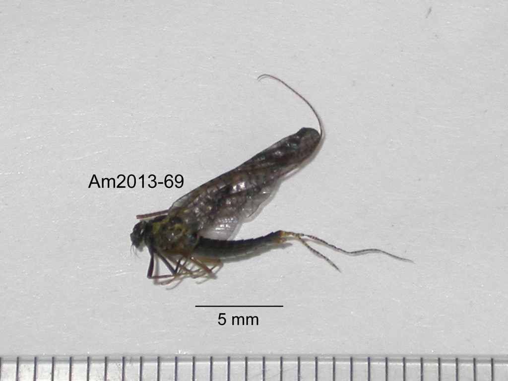 lateral