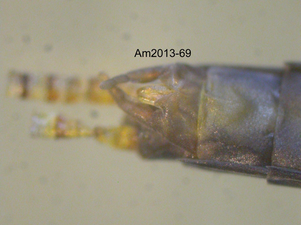 genitalia ventral