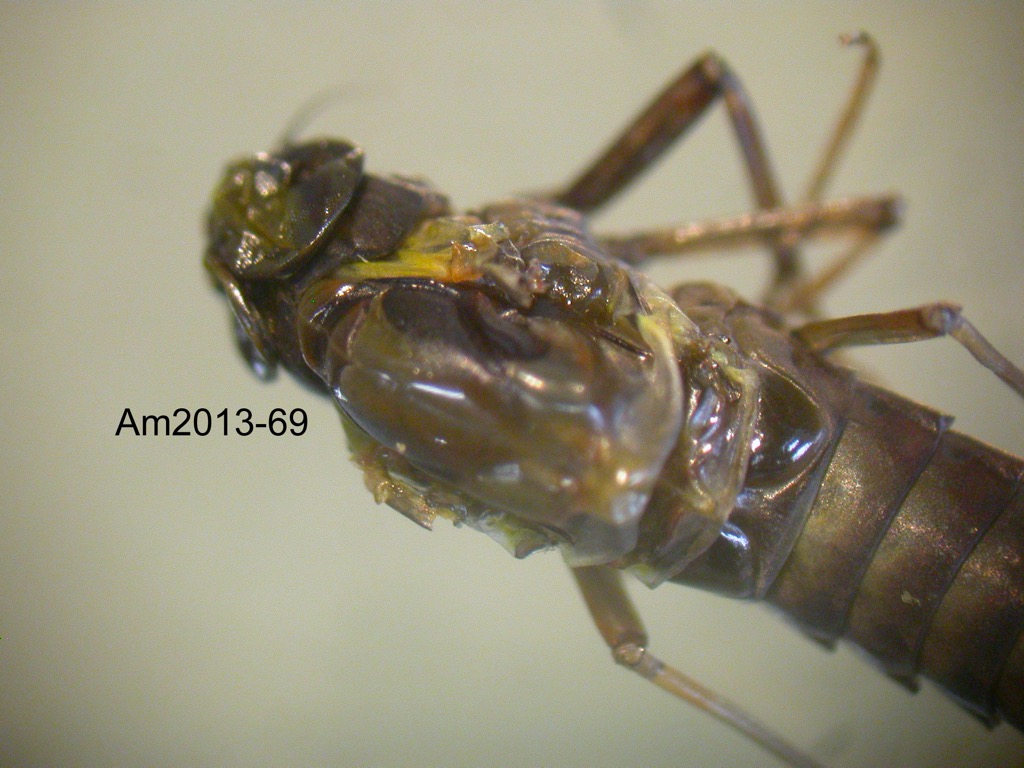 head and thorax dorsal