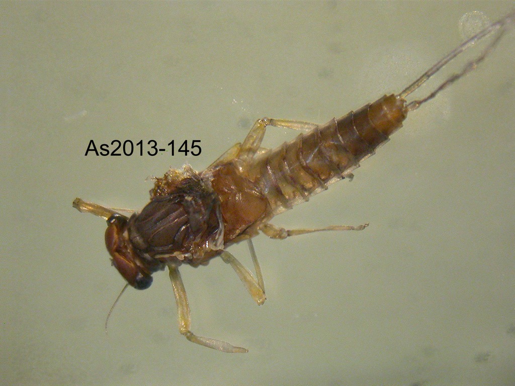 dorsal