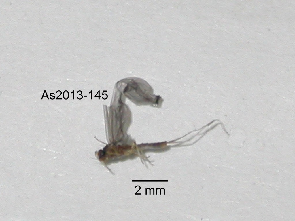 lateral