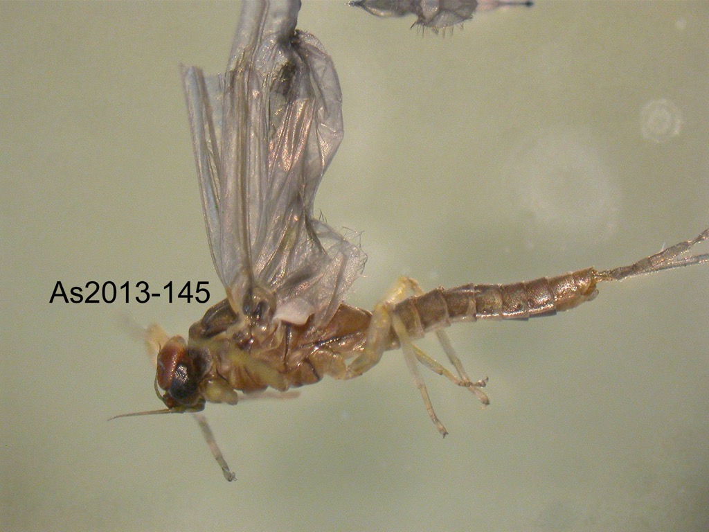 lateral