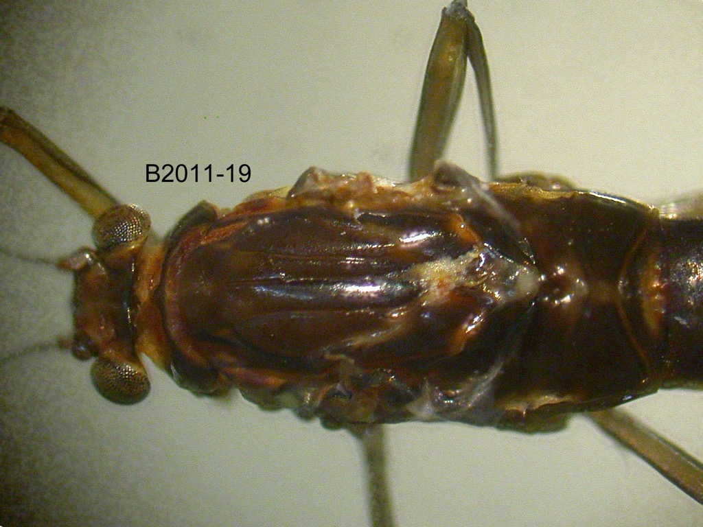 head and thorax dorsal
