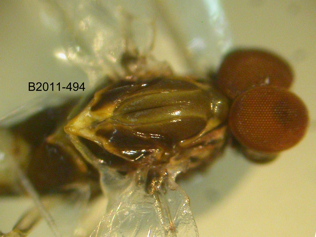 head and thorax dorsal