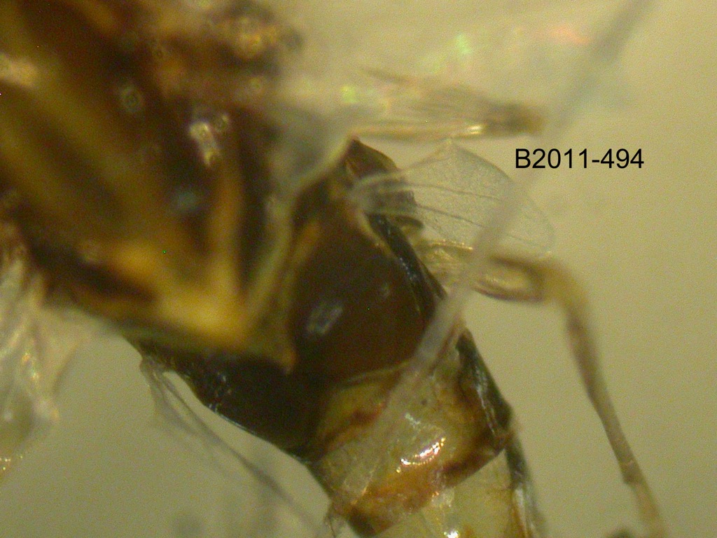 hindwing