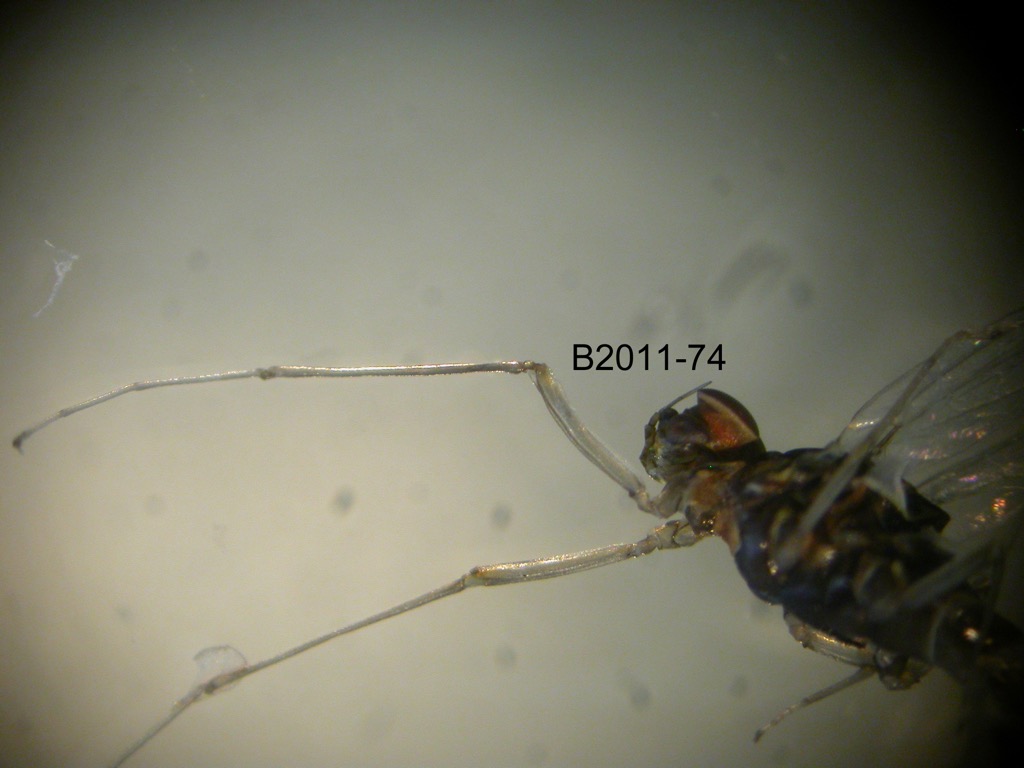 foreleg lateral