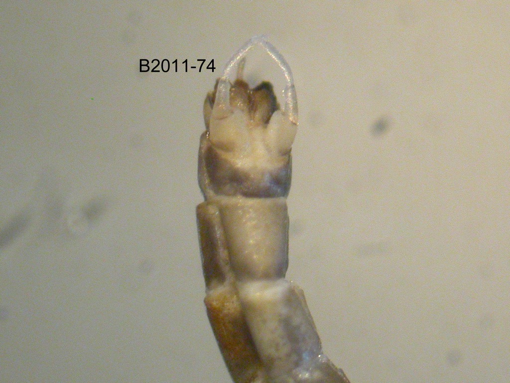genitalia ventral