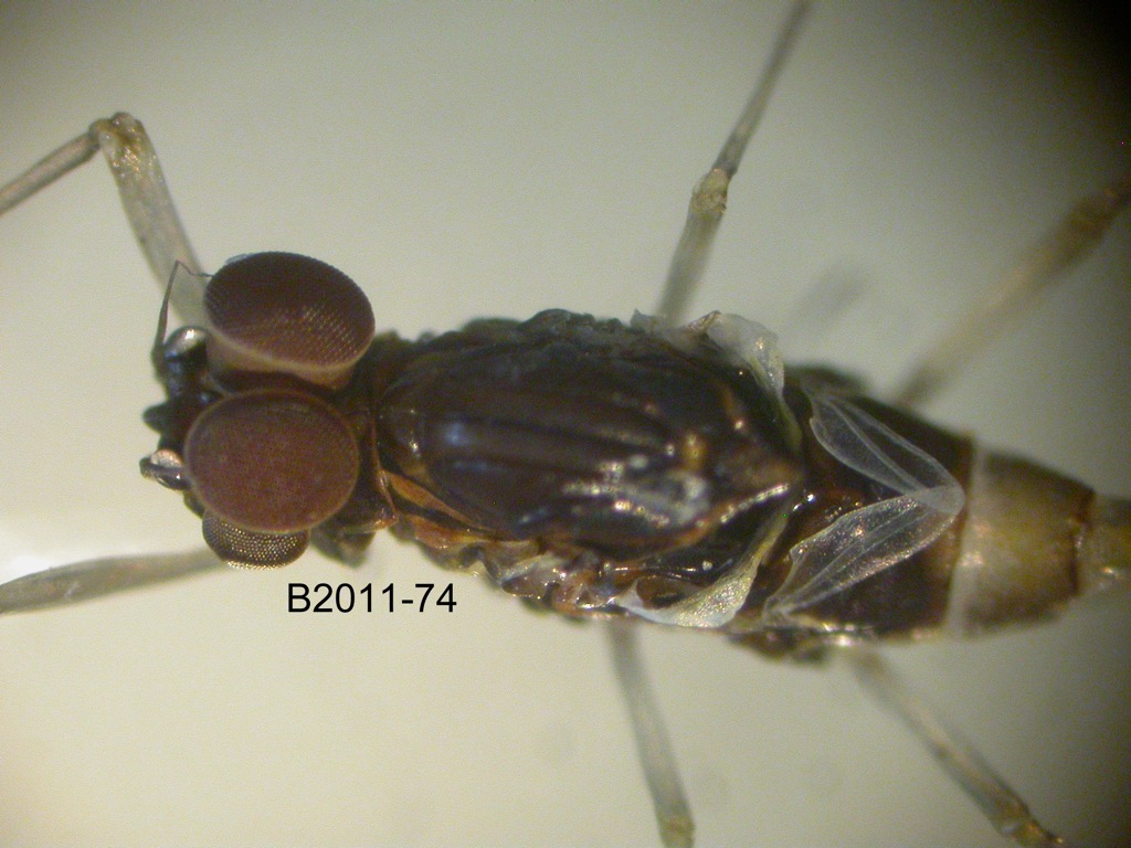 head and thrax dorsal