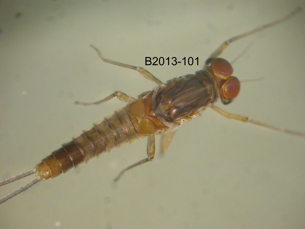 dorsal