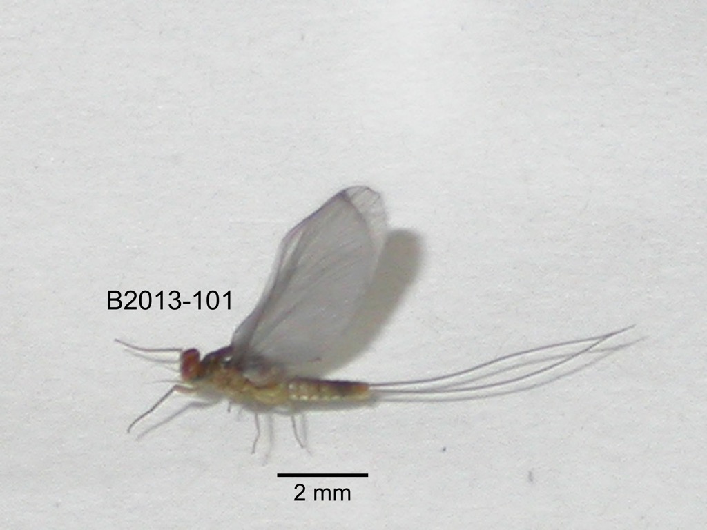 lateral