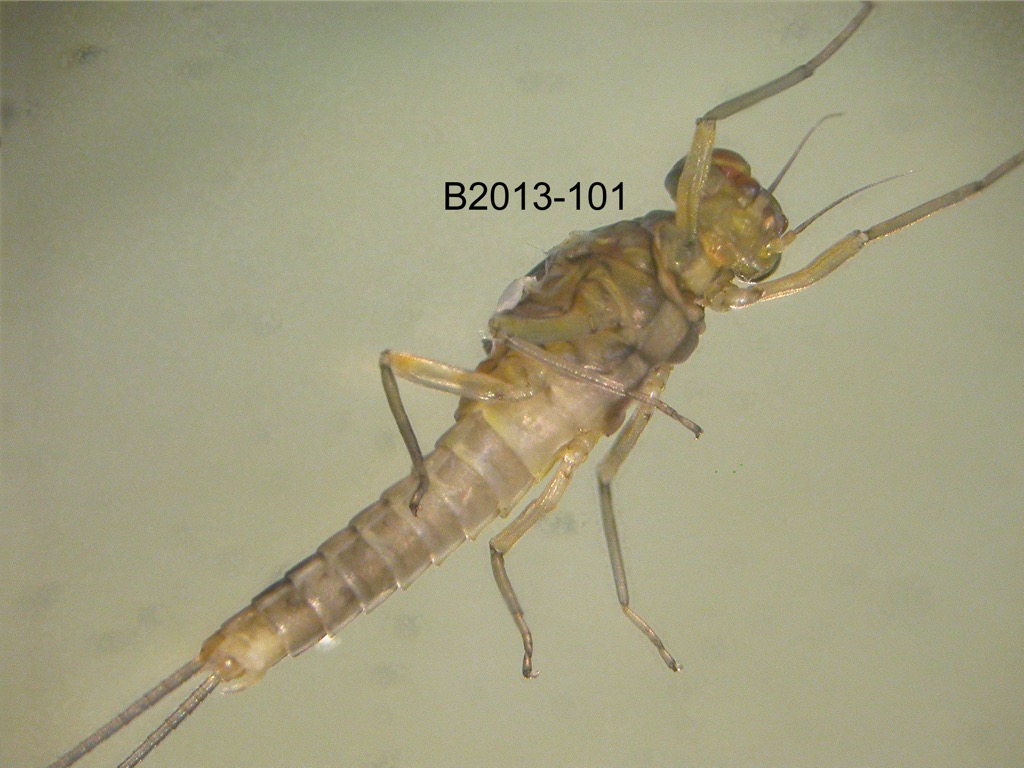 ventral