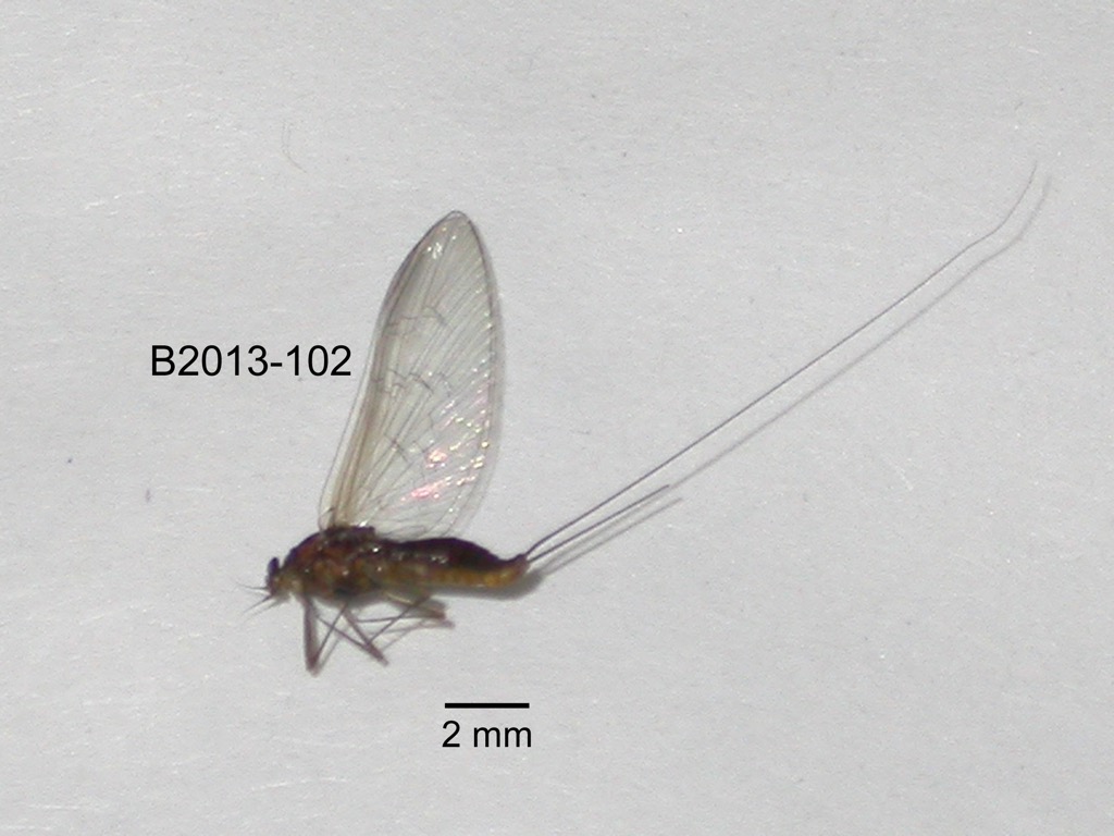 lateral