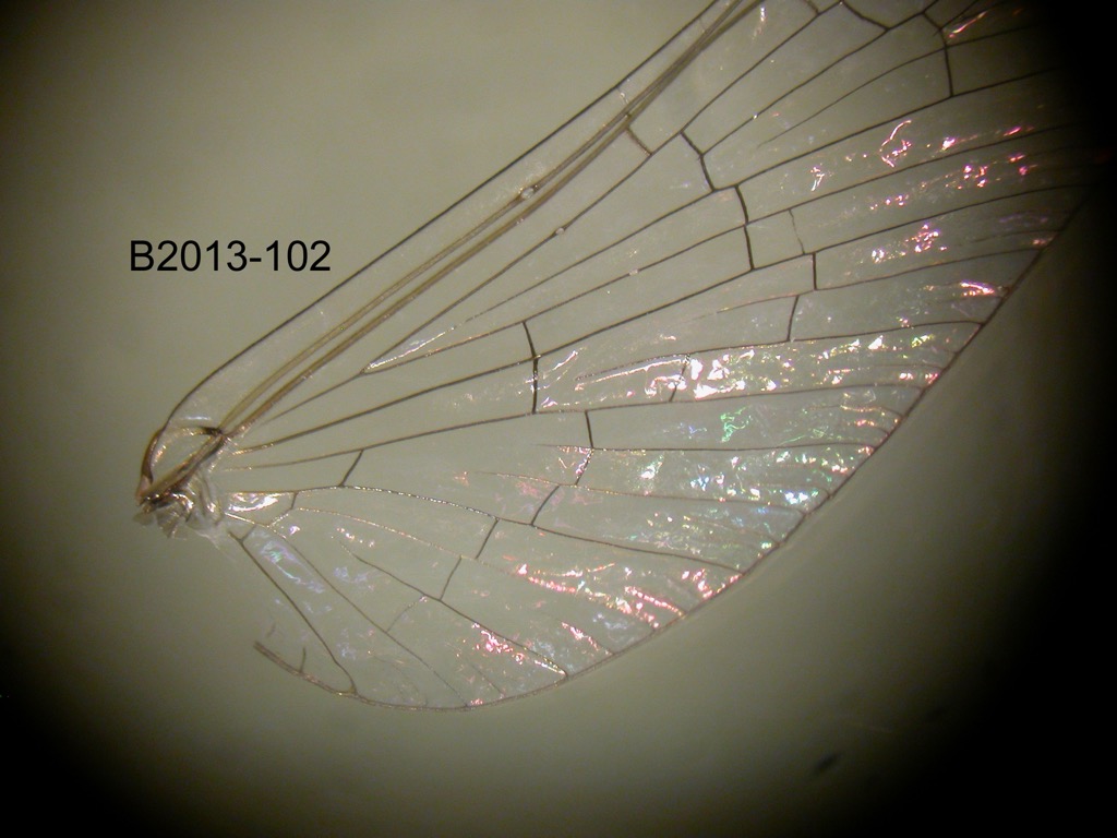 forewing