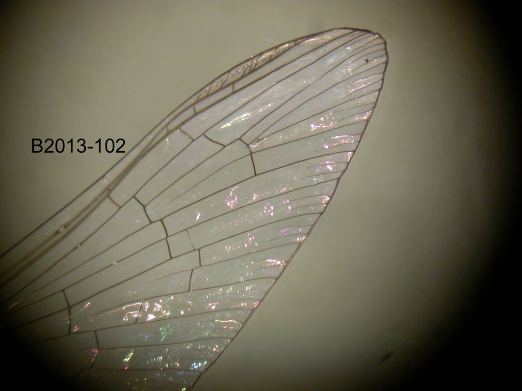 forewing