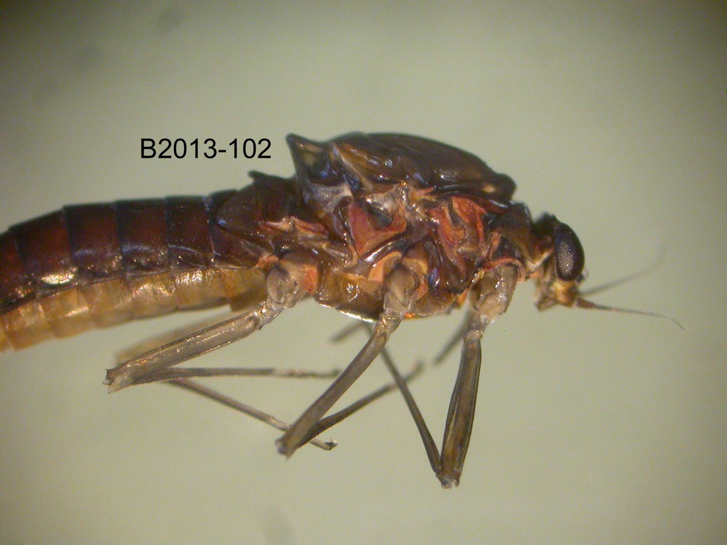 head and thorax lateral