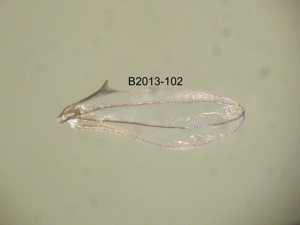 hindwing
